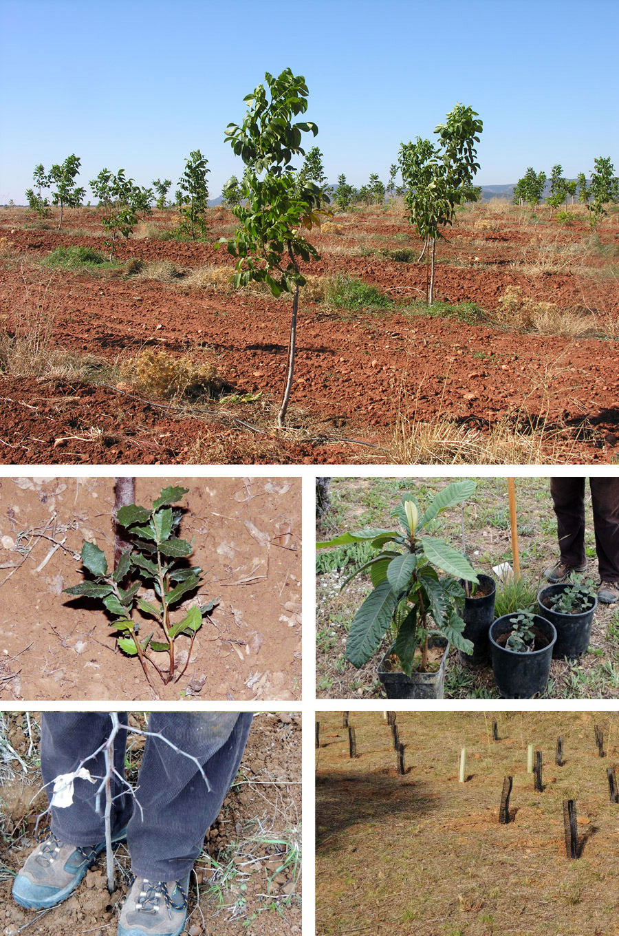 Plantación en Sant Pere de Ribes de los 5 árboles patrocinados por La Page: 1 níspero, 1 azufaifo y 3 encinas. 